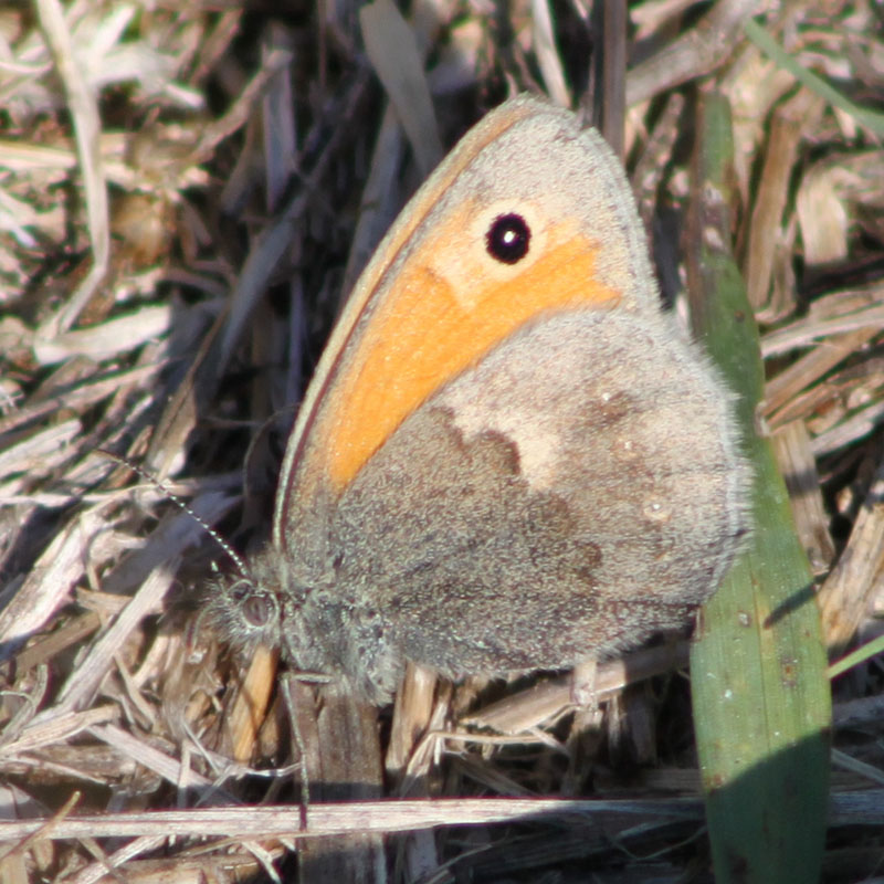 Identificazione farfalla - Coenonympha pamphilus